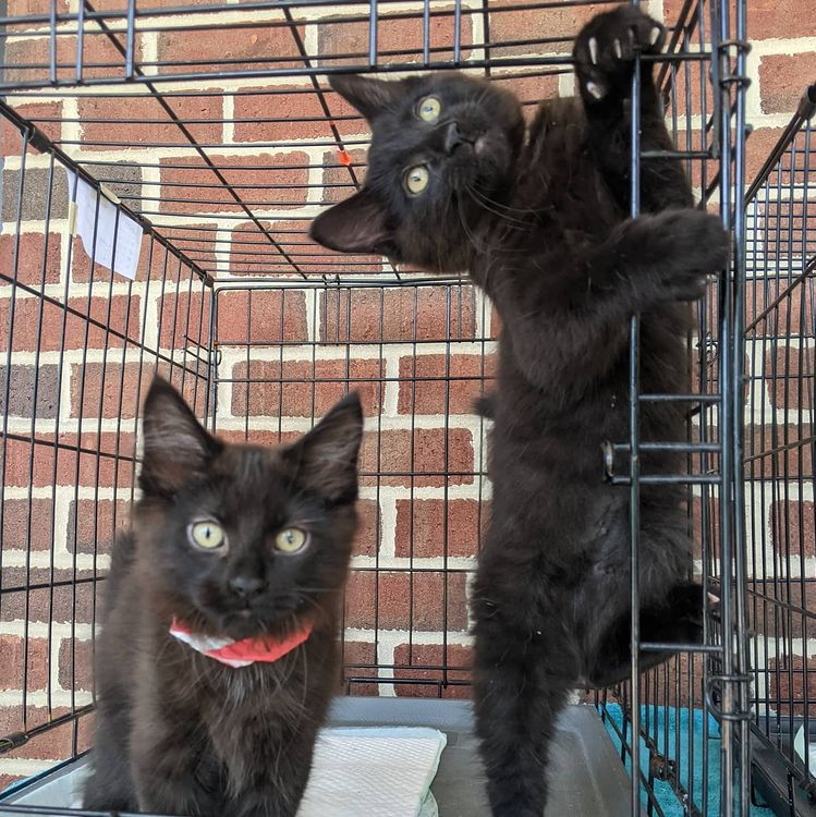 The cutest cats: Pablo and Natalia in the Meow Market